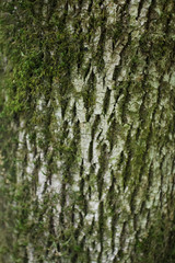 Texture of the bark of a tree. On the bark of a tree grows green moss