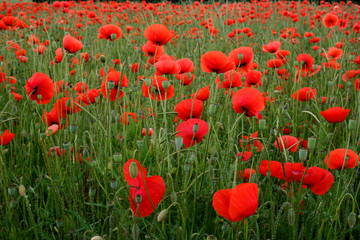 Fototapeta premium Mohnblüten Feld - Klatschmohn