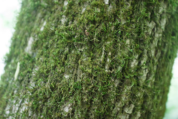 Texture of the bark of a tree. On the bark of a tree grows green moss