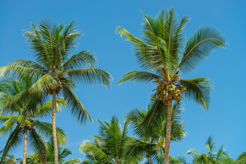 Obraz na płótnie Canvas Abstract shot of natural coconut palm trees