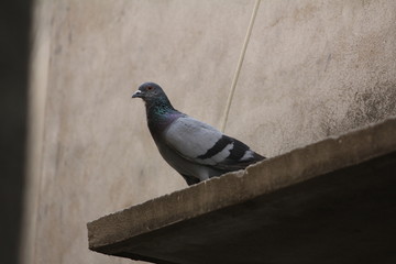 pigeon
