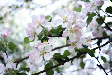 Obraz premium apple tree flowers blossoming in the sunny garden