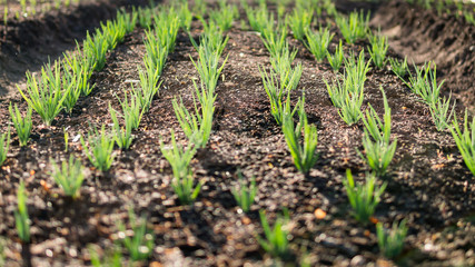 organic young sprouts of greenery on the bed