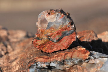 Texture of quartz stone formed from petrified trees in the park 