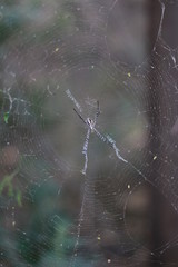 spider web