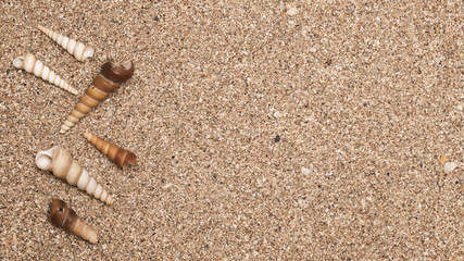 Sea shells on sand. Summer beach background. Top view