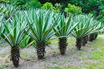 agave