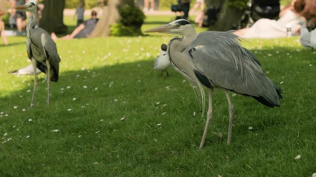 Grey herons in a park