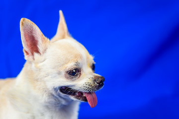 portrait of chihuahua on blue background