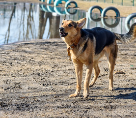 stray dog in a torn collar