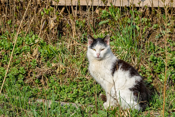 Cat in the village on the grass