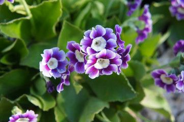 Fototapeta premium Primula pubescens primrose purple flowers