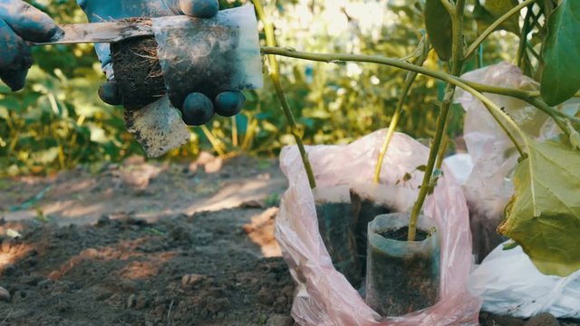 Female hands in blue gloves are holding plant with a root ready for planting