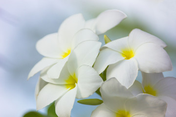 Plumeria flowers.