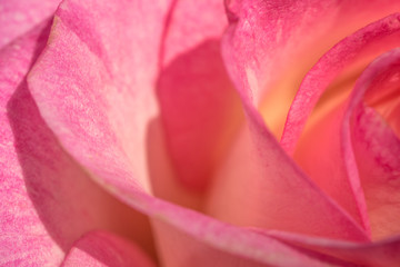 Petals of a gentle pink rose. Festive bouquet, closeup