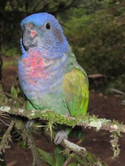 Blue Headed parrot