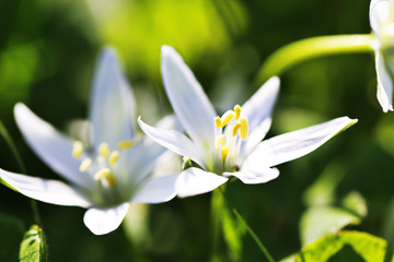 White Flower