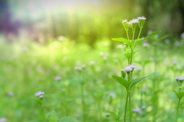 Flower Background Background and texture. Flower Background Background and texture.