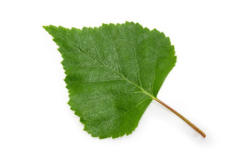 Birch leaf closeup on a white background