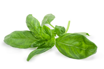Sprig of green basil on a white background closeup