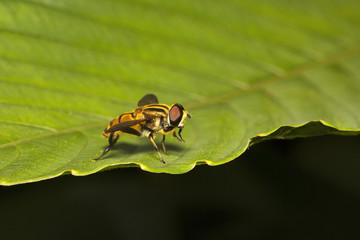 Hoverfly, Syrphidae, Aarey milk colony Mumbai , India