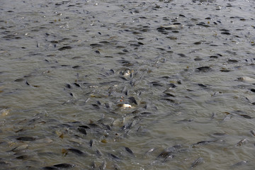 Many of the fish pond