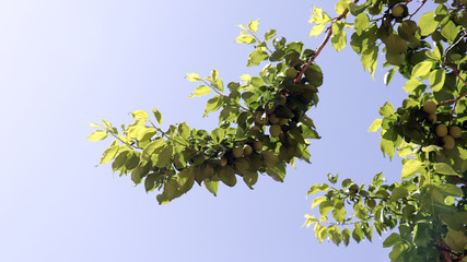 The green sky and plum trees are covered with plums.