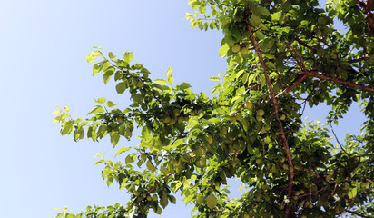 The green plum trees and the early summer sky are full of fruit.
