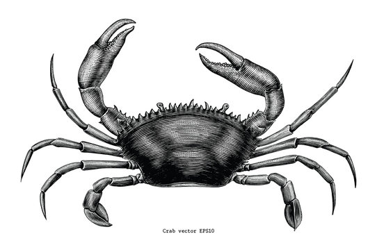 Crab hand drawing vintage clip art