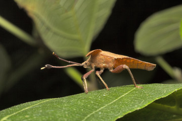 Leaf footed bugs, Dalader sp, Coreidae, Aarey milk colony Mumbai