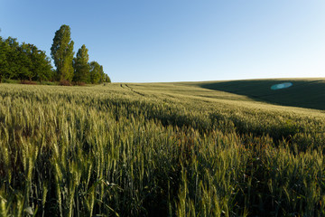 Green wheat field in spring