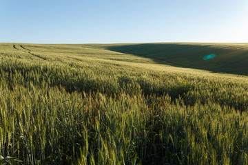 Green wheat field in spring