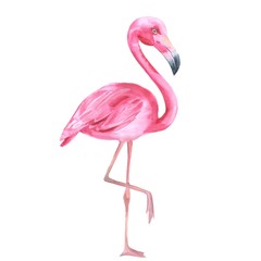Fototapeta premium Tropikalny ptak. Różowy flaming 2. Akwarela ilustracja, odizolowywająca na bielu