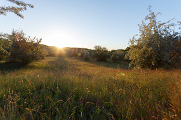Sunset landscape in the meadow