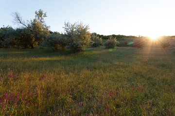 Fototapeta premium Sunset landscape in the meadow