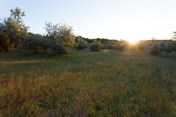 Fototapeta na wymiar Sunset landscape in the meadow