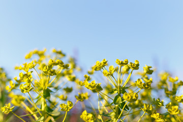 Obraz premium Euphorbia plant in the meadow