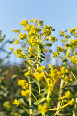 Euphorbia plant in the meadow