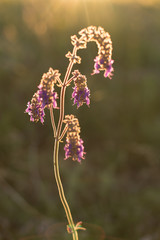Single blossom of a wild purple flower