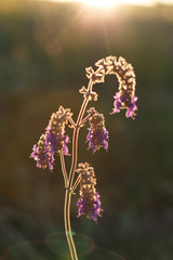 Single blossom of a wild purple flower