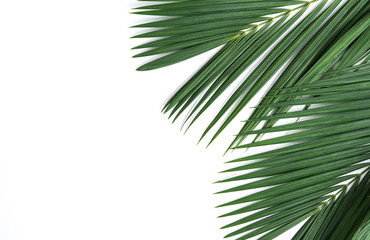 Fototapeta premium Palm coconut leaves on white background