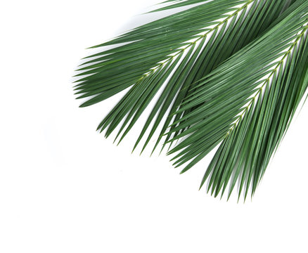 Palm coconut leaves on white background