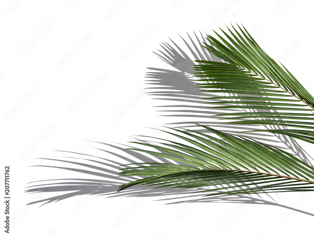 Wall mural Palm coconut leaves and shadows on a white background.