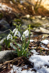 beautiful snowdrops (galanthus nivalis) in the snow