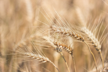 Wheat field. Ears of golden wheat close up. Ready to harvest.