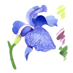 Blue orchid. Floral botanical flower. Wild spring leaf wildflower isolated. Aquarelle wildflower for background, texture, wrapper pattern, frame or border.