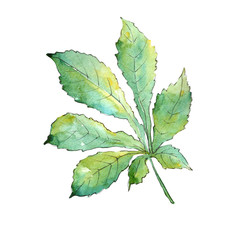 Green chestnut leaves in a watercolor style isolated. Aquarelle leaf for background, texture, wrapper pattern, frame or border.