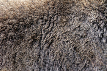 Real texture of brown bear fur