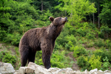European brown bear in a forest landscape