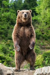 Fototapeta premium Duży niedźwiedź brunatny stojący na tylnych łapach